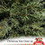 Carolina Christmas Tree Tips