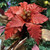 Christmas Copper Poinsettia Floristry Display
