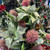 Floral Arrangement Frozen Green Poinsettia