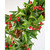 Green Holly Wreath 