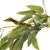 Native Green Eucalyptus Decor