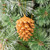 Copper Gold Glittered Pinecone Ornament (Set of 4) 
