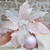 Pink Poinsettia with White Glitter 