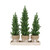 Icy Glitter Spruce Christmas Trees on tray 