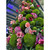 Festive Display Designer Green Moss Ball
