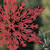 Christmas Elves Snowflake Hanging Decoration (2 Colours) - 36cm 