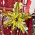 Christmas Elves Retro Foil Hanging Starburst (3 Colours) - 60cm 