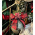 Christmas Elves Rustic Nutbell with Tartan Bow and Holly - 16.5cm 