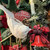 White Feathered Bird Display