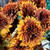 Stunning Orange Chrysanthemum Spray Display