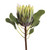 Green King Protea
