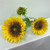 Three-Head Sunflower