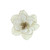 Cream Jewel Magnolia