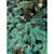 Otway LED Christmas Radiance Glow Tree