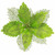 Lime "Mean Green" Glittered Poinsettia Flower Clip