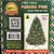 Oncor Green Parana Pine Christmas Tree