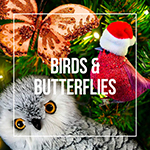 Owls, Birds + Butterflies