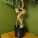 160cm Japanese Ruscus Tree Double Twist Trunk Natural Look