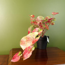 35cm Artificial Trailing Hanging Plant Realistic Pink Splash Caladium