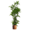 150cm Artificial Natural Extra Large Fern Foliage Plant with Copper Metal Plater