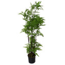 150cm Artificial Natural Extra Large Fern Foliage Plant with Copper Metal Plater