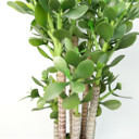 Artificial Deluxe 75cm Green Jade Plant