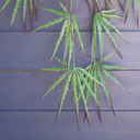 Pack of 12 x 100cm Artificial Hanging Acer Plant