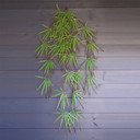 Pack of 12 x 100cm Artificial Hanging Acer Plant