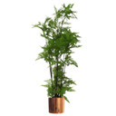 150cm Artificial Natural Moss Base Fern Foliage Plant with Copper Metal Plater