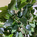 100cm Premium Artificial Ficus Twist Tree Multicolour Planter