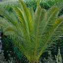 Pair of Phoenix Palms 60-80cm Tall