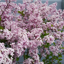 Syringa 'Palibin' (Lilac) Standard Tree 90cm Tall