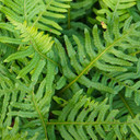 Evergreen Hardy Fern Collection x 3 Plants