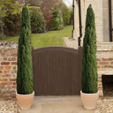 Pair of Italian Cypress Trees: Tall, slender evergreen trees with a Mediterranean charm, planted in 14cm pots. Ideal for gardens, borders, and decorative pots