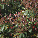 Photinia 'Red Robin' Hedging Pack x10 in 9cm Pots