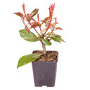 Photinia 'Red Robin' Hedging Pack x10 in 9cm Pots