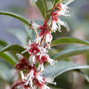 Image: Sarcococca 'Wintergem' 4.6L Pot - A lush, evergreen shrub with glossy leaves and fragrant white flowers, ideal for gardens and containers