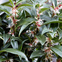 Image: Sarcococca 'Wintergem' 4.6L Pot - A lush, evergreen shrub with glossy leaves and fragrant white flowers, ideal for gardens and containers