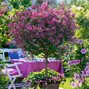 Pair of Standard Syringa 'Palibin' (Lilac) 90cm Pot