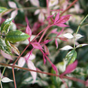 Nandina 'Twilight' in 2L Pot