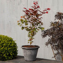 A close-up image of a potted Acer Palmatum Atropurpureum. The leaves display a deep burgundy-purple colour, creating a striking contrast against the pot's backdrop. The foliage showcases various shades of red, hinting at the upcoming autumn transformation.