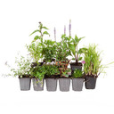 Lucky Dip Perennial 12 Plant Collection