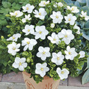 Gardenia 'Kleim's Hardy' x 3 Plants in 9cm Pots