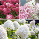 Hydrangea Paniculata Collection x 3 Plants in 9cm Pots