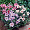 Hibiscus Tricolour Bush in 21cm Pot
