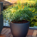 Mahonia Eurybracteata 'Soft Caress' 19cm Pot