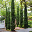 Pair of Italian Cypress Trees in a Garden: Tall, slender trees with pencil-like forms, evoking Mediterranean charm and elegance