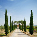 Pair of Italian Cypress Trees in a Garden: Tall, slender trees with pencil-like forms, evoking Mediterranean charm and elegance