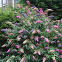 Buddleia Tricolour in 2L Pot