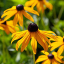 Rudbeckia 'Goldsturm' x3 in 9cm Pots